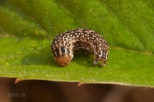 Schinia cardui  larva (2)